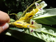 Columnea picta