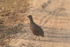 Pternistis icterorhynchus
