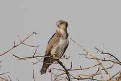 Circaetus beaudouini