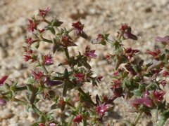 Centrostegia thurberi