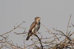 Circaetus beaudouini