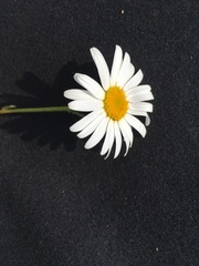 Leucanthemum vulgare