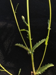 Leucanthemum vulgare