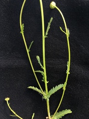 Leucanthemum vulgare