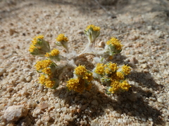 Eriophyllum pringlei