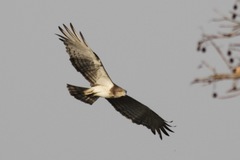 Circaetus beaudouini