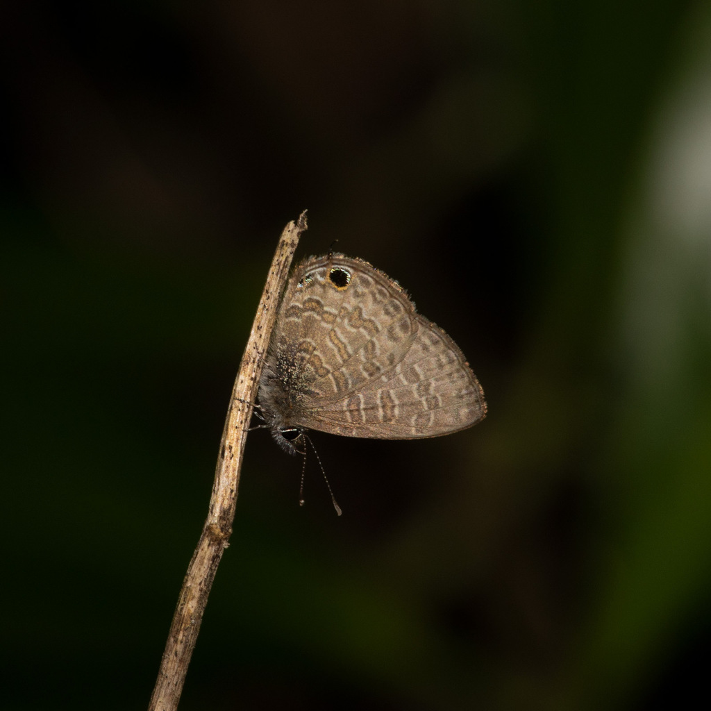 Common Line Blue Common Line Blue from Nuwara Eliya, Sri Lanka on June 24, 2023 by ...
