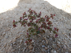 Centrostegia thurberi