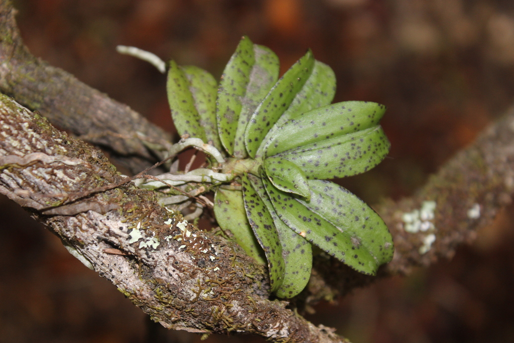 Drymoanthus flavus