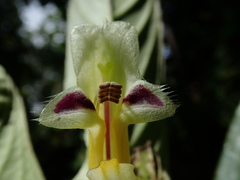 Columnea picta