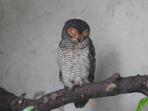 Strix seloputo