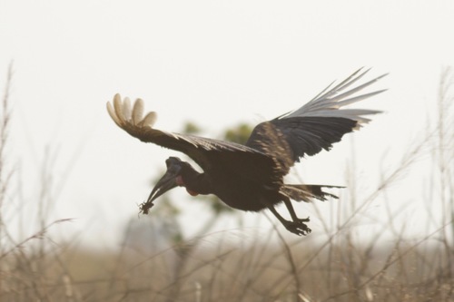 Abyssinian Ground Hornbill