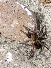 Arachnida