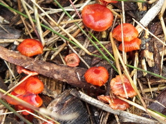 Cruentomycena viscidocruenta