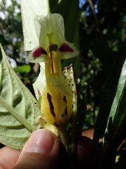 Columnea picta