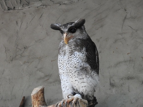 Ketupa sumatrana