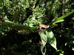 Columnea picta