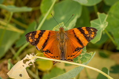 Hypanartia lethe