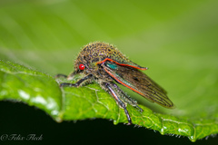 Metcalfiella erecta