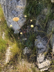 Hermas ciliata