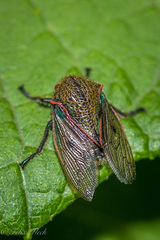 Metcalfiella erecta
