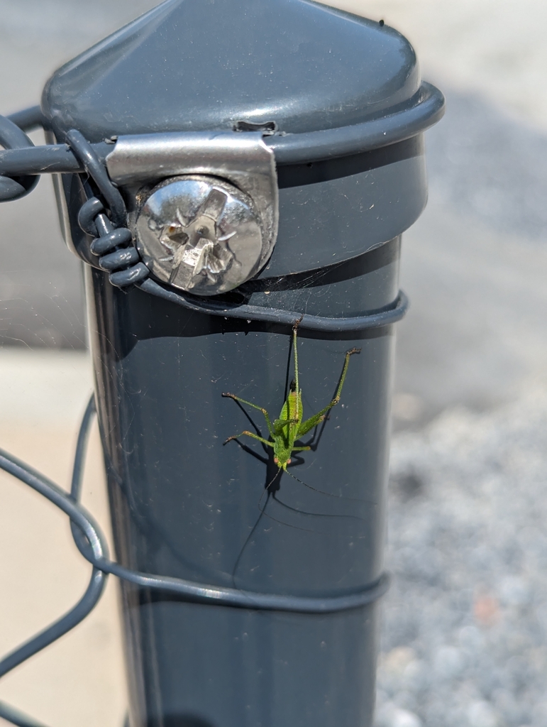 sickle-bearing-bushcrickets-from-9490-vaduz-liechtenstein-on-july-20
