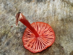Cruentomycena viscidocruenta