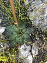 Hermas ciliata