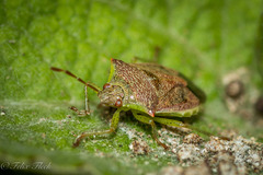 Podisus tinctus