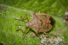 Podisus tinctus