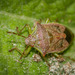 Podisus tinctus - Photo (c) Felix Fleck, some rights reserved (CC BY-NC), uploaded by Felix Fleck