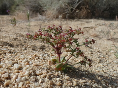 Centrostegia thurberi