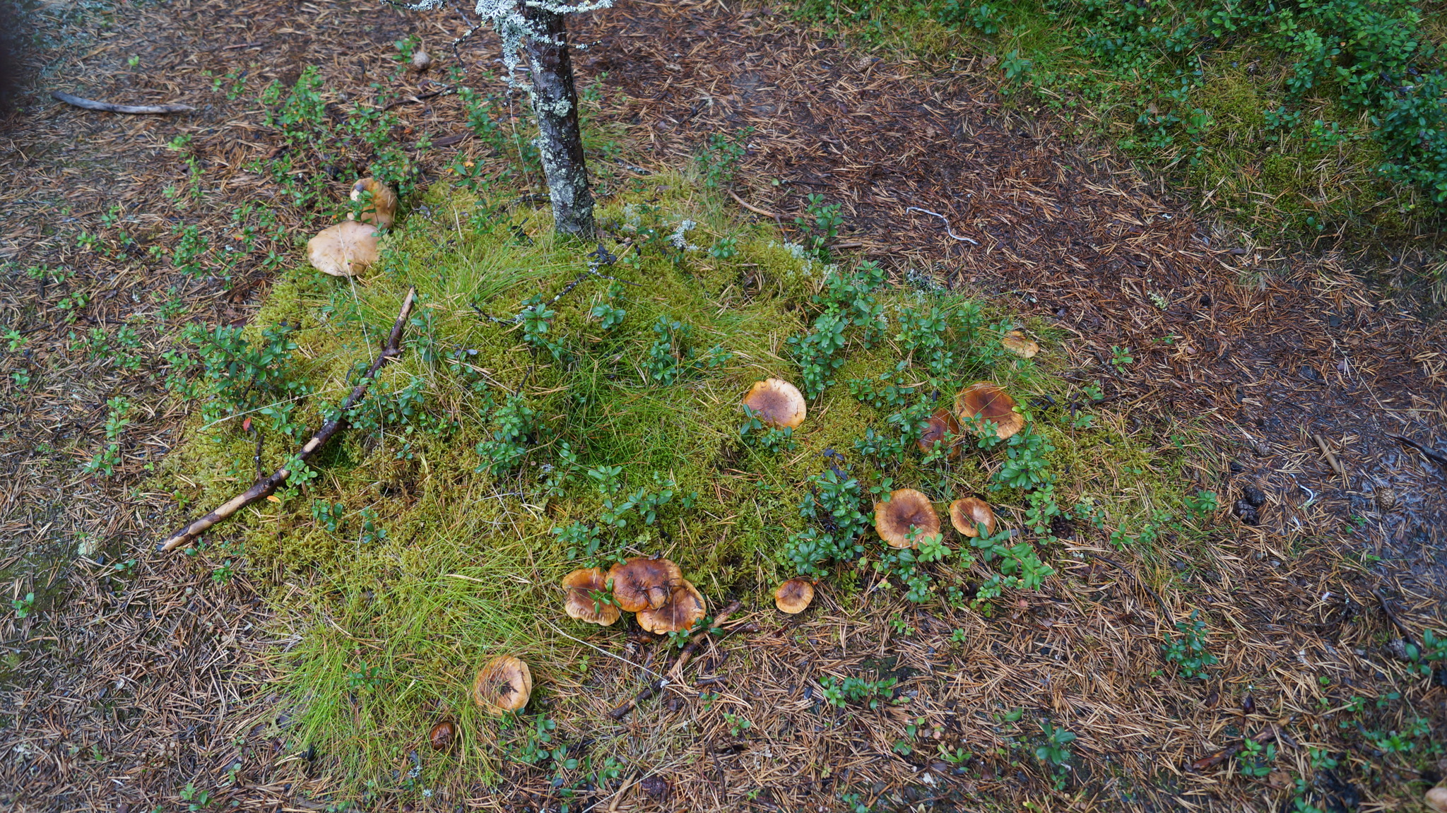 Pholiota adiposa growing in nature