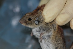 Ixodes trianguliceps