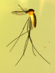 Wyeomyia mitchellii