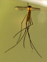 Wyeomyia mitchellii