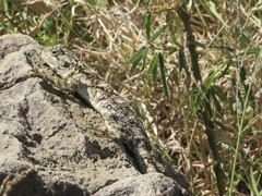 Acanthocercus atricollis