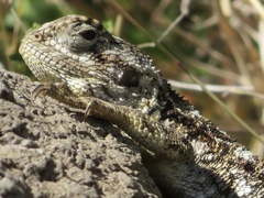 Acanthocercus atricollis