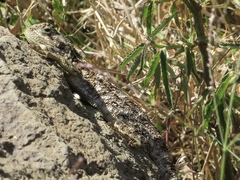 Acanthocercus atricollis