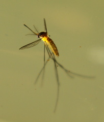 Wyeomyia mitchellii