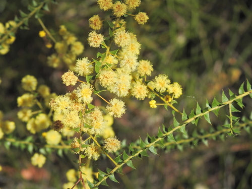 Acacia hubbardiana, photograph 6