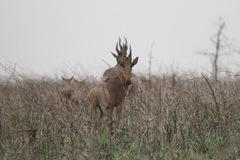 Alcelaphus buselaphus lelwel