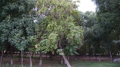 Catalpa
