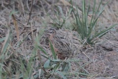 Coturnix delegorguei