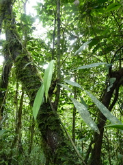 Anthurium bakeri