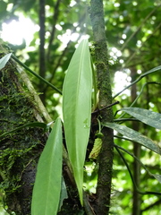 Anthurium bakeri
