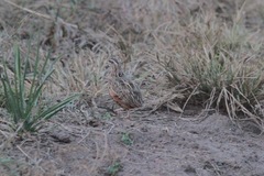 Coturnix delegorguei