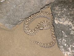 Bothrops ammodytoides