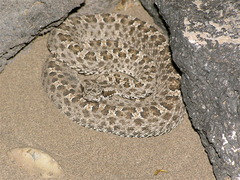 Bothrops ammodytoides