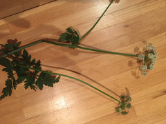 Ligusticum apiifolium